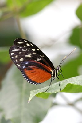 Heliconius hecale <br>Tiger Longwing