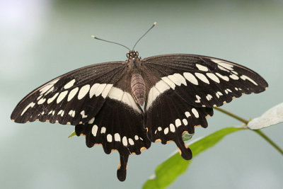 Papilio thoas