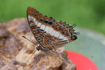 Charaxes brutus  White-barred emperor