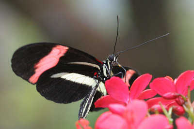 Heliconius spec Longwing butterfly Passiebloemvlinder