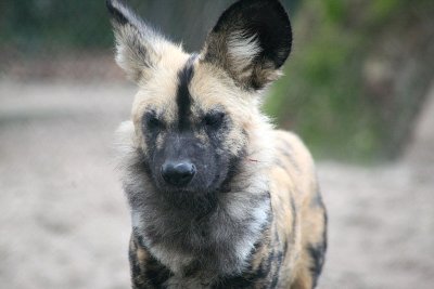 Lycaon pictus pictus African hunting dog Afrikaanse Wilde Hond 