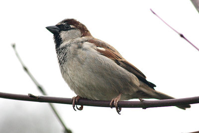Passer domesticus Sparrow Huismus 