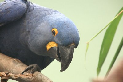 Anodorhynchus hyacinthinus Blue Macaw Hyacintara