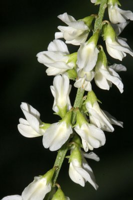 Melilotus albus White sweet clover Witte honingklaver