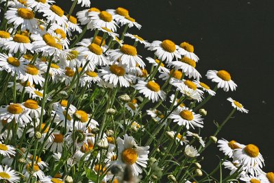 Leucanthemum vulgare Ox-eye daisy Margriet 