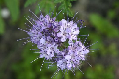 Phacelia tanacetifolia Lacy phacelia Phacelia