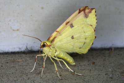 Opisthograptis luteolata Hagedoornvlinder 