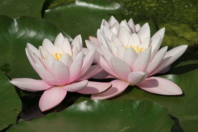 Nelumbo nucifera Lotusflower Heilige lotus