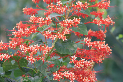 Clerodendrum paniculatum <br>Pagoda flower