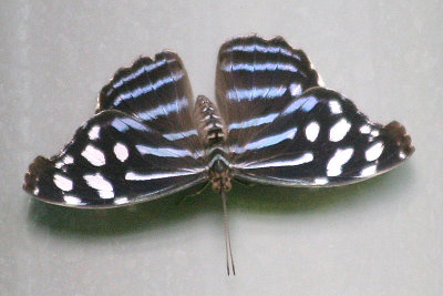 Myscelia ethusa Mexican bluewing
