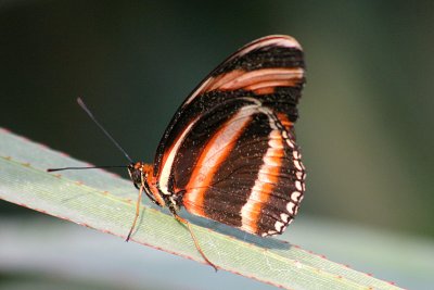 Dryadula phaetusa