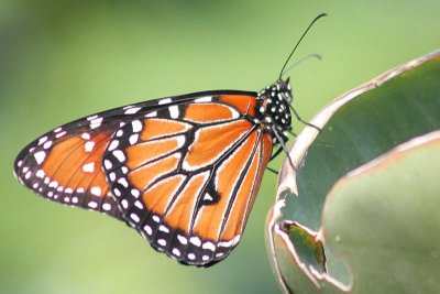 Danaus plexippus  Monarch butterfly Monarch vlinder