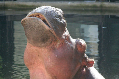 Hippopotamus amphibius Hippopotamus  Nijlpaard