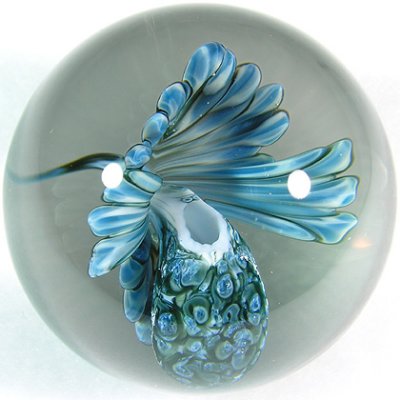Mottled Blue Slipper Orchid  Size: 1.65  Price: SOLD