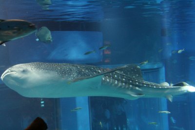 在海遊館內的巨型鯨鯊，難怪要用 9 米深水池！