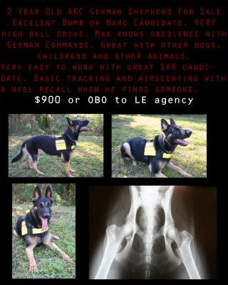 GSD For Sale!