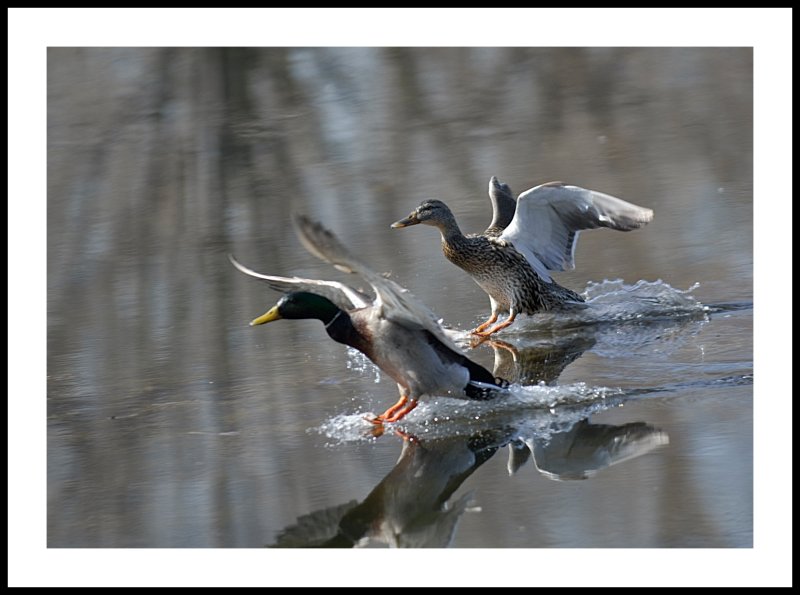 Mallard