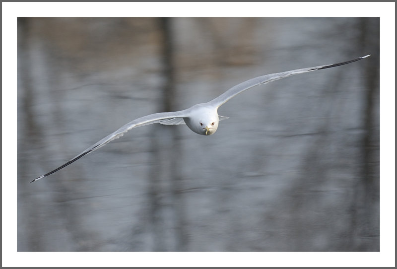 Ring Billed Gull