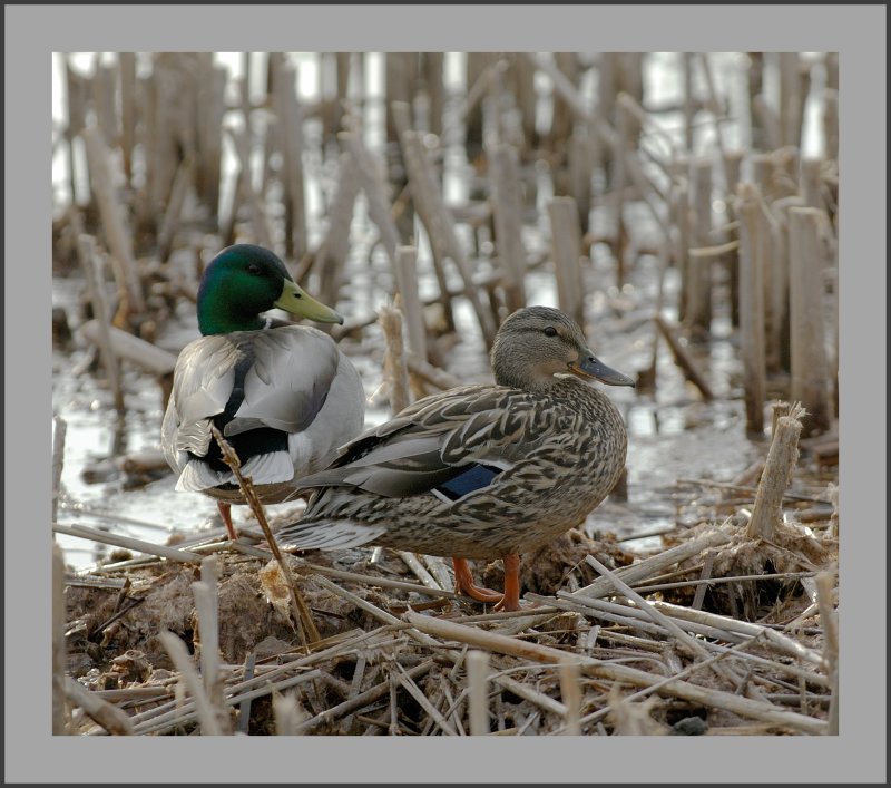 Mallard