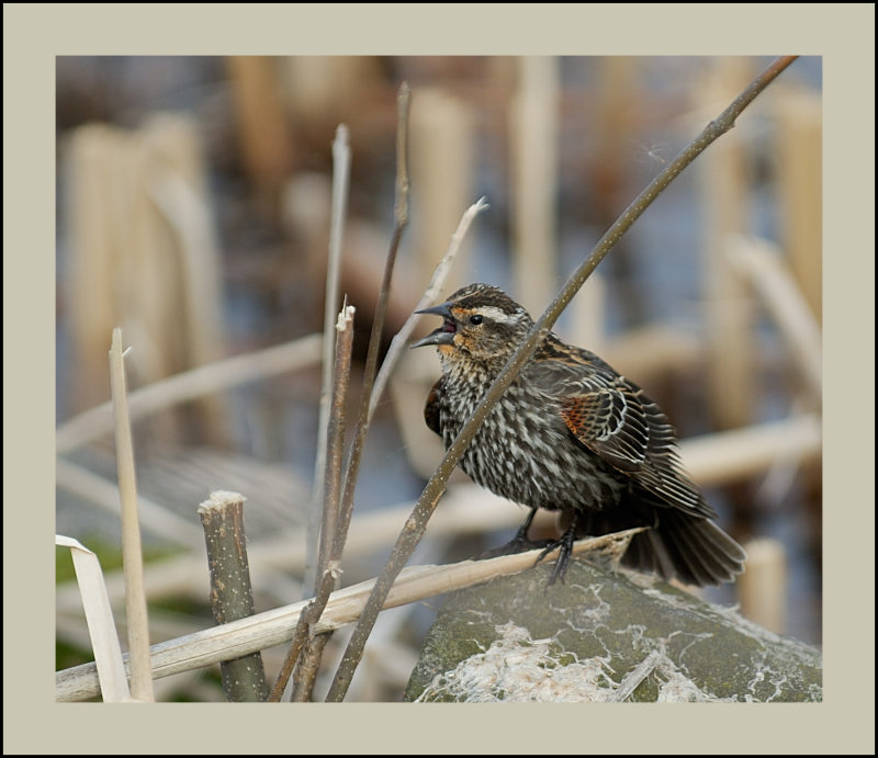 Red -Winged Blackbird female