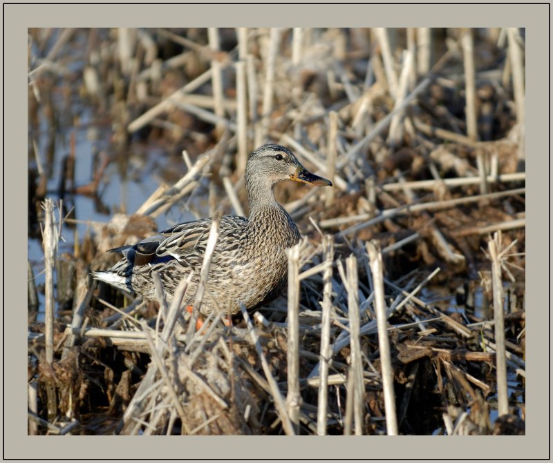 Mallard female