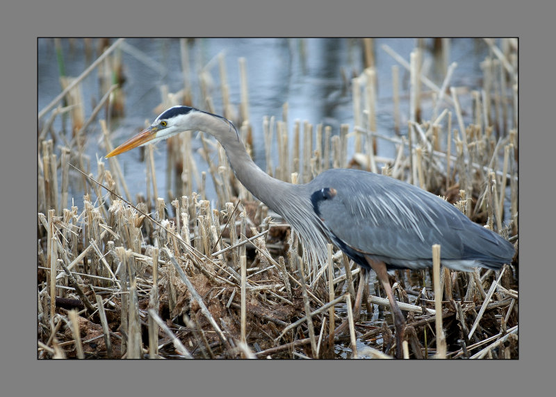 Great Blue Heron