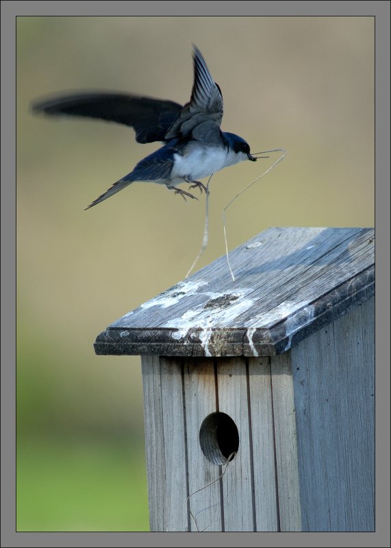 Tree Swallow