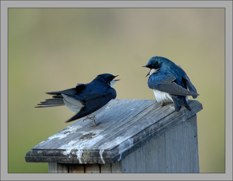 Tree Swallow