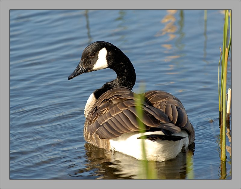 Canada Goose