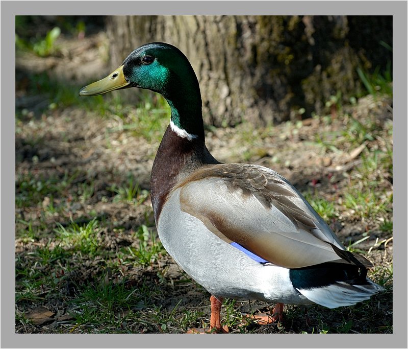 Mallard