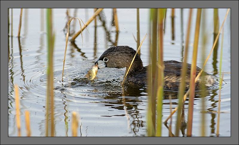 Pied- Billed Grebe
