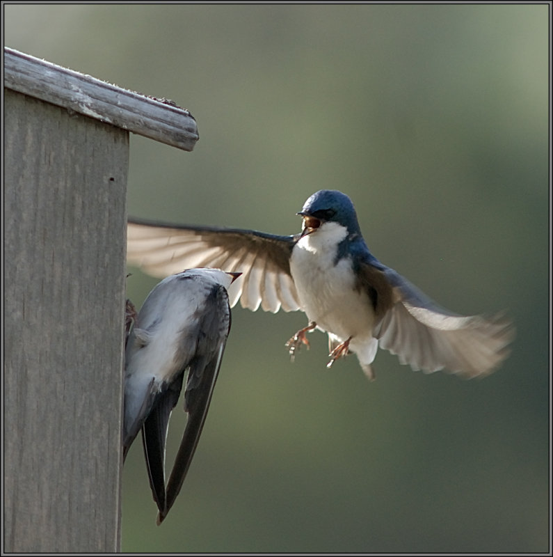 Tree Swallow