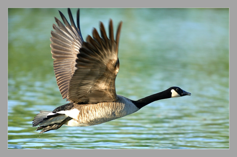 Canada Goose