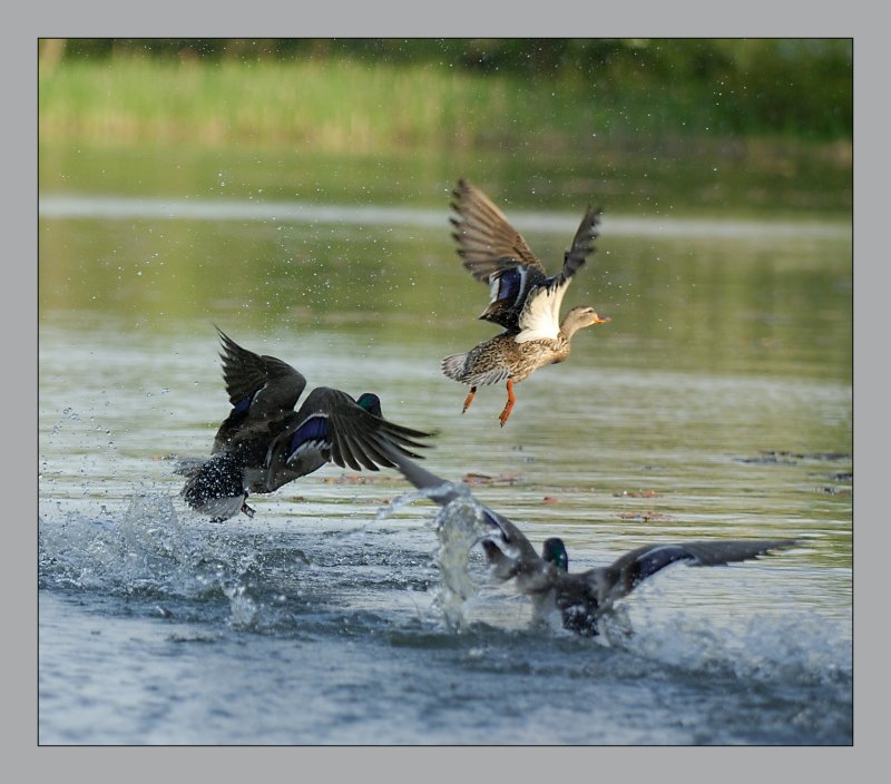 Mallard