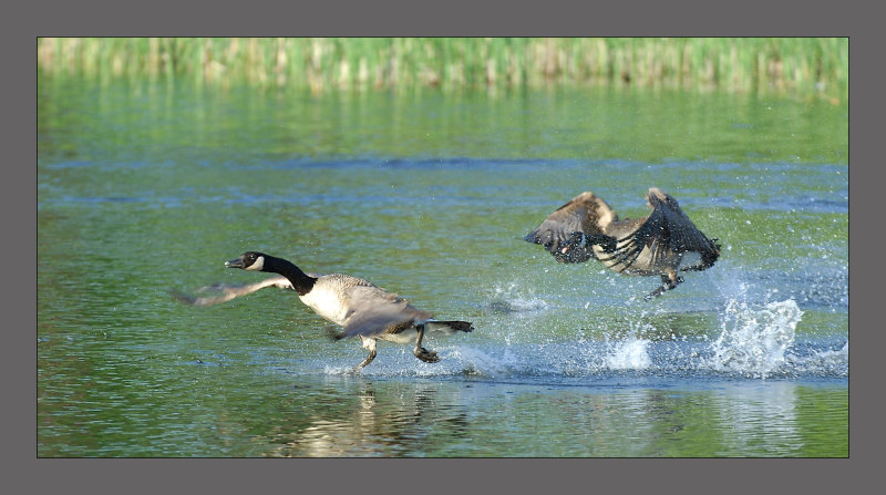 Canada Goose