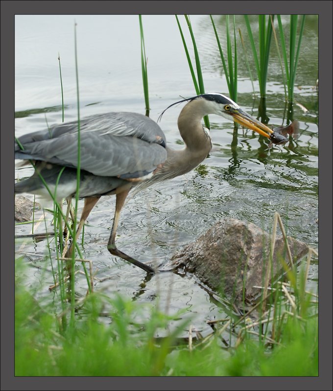 Great Blue Heron
