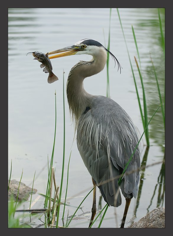 Great Blue Heron