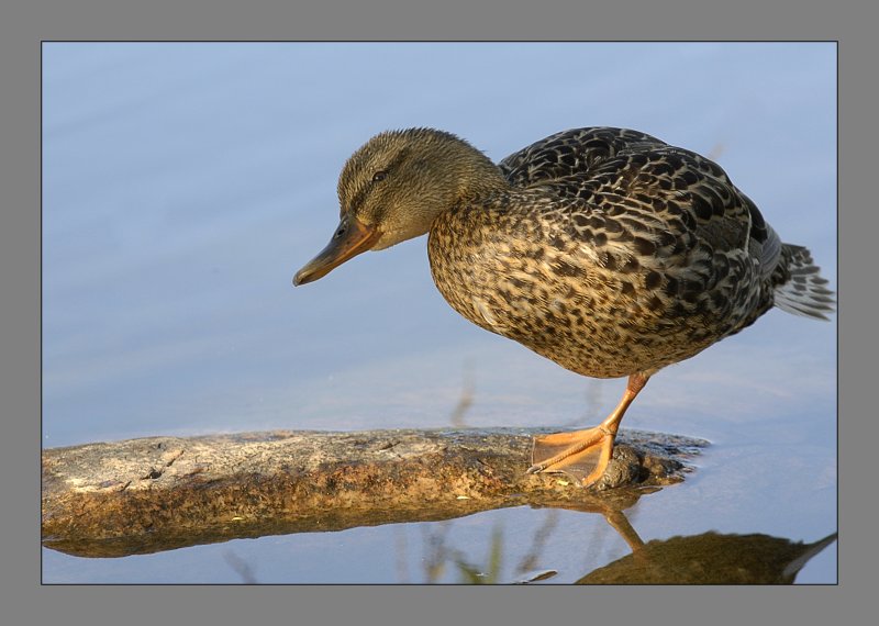 Mallard female