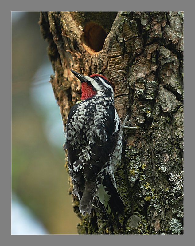 Yellow-Bellied Sapsucker