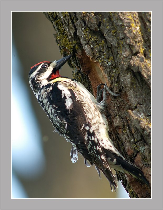 Yellow-Bellied Sapsucker