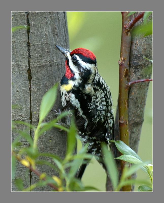 Yellow Bellied Sapsucker