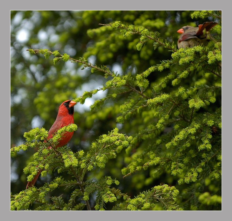 Northern Cardinal male