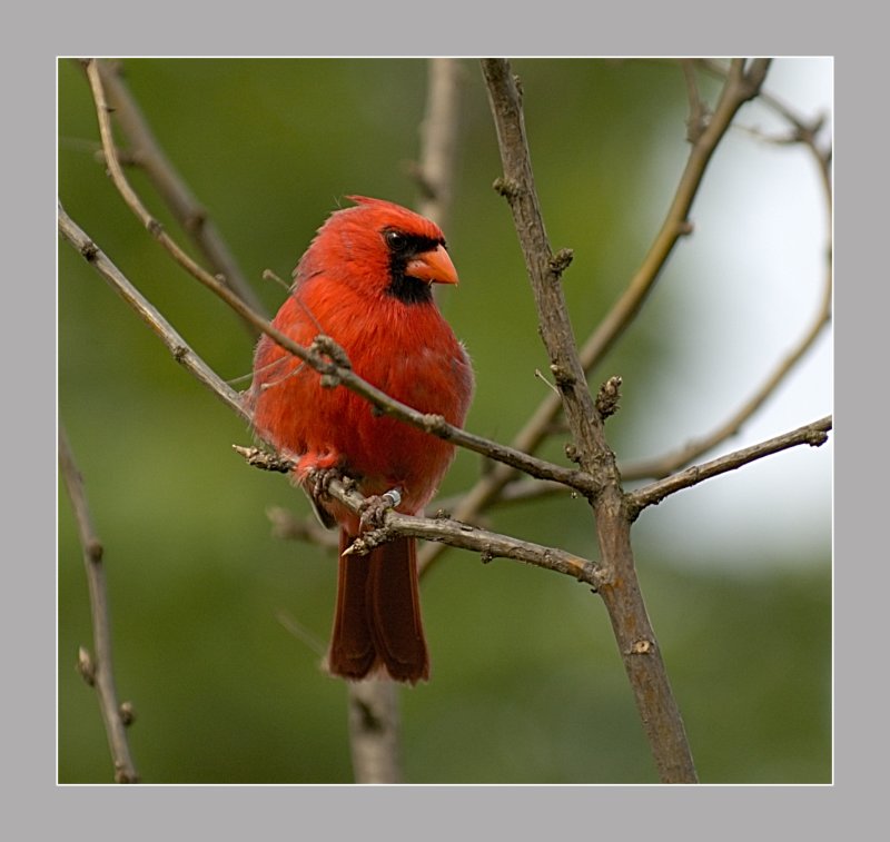 Northern Cardinal male