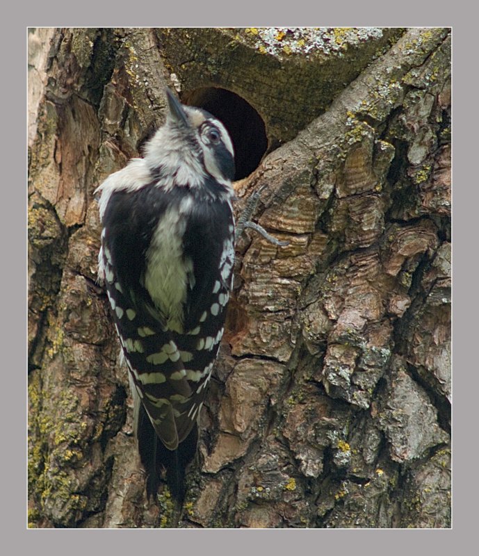 Yellow Bellied Sapsucker