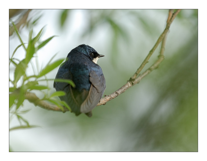 Tree Swallow