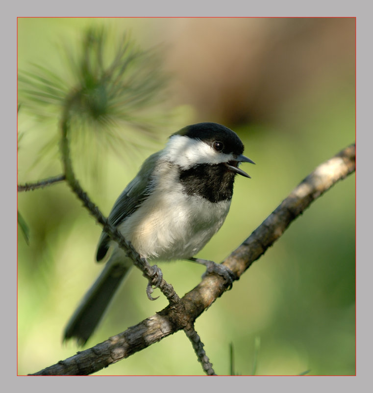 Black-Capped Chickadee