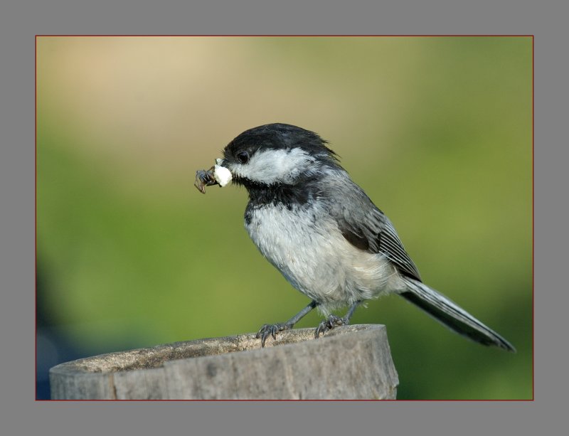 Black-Capped Chickadee