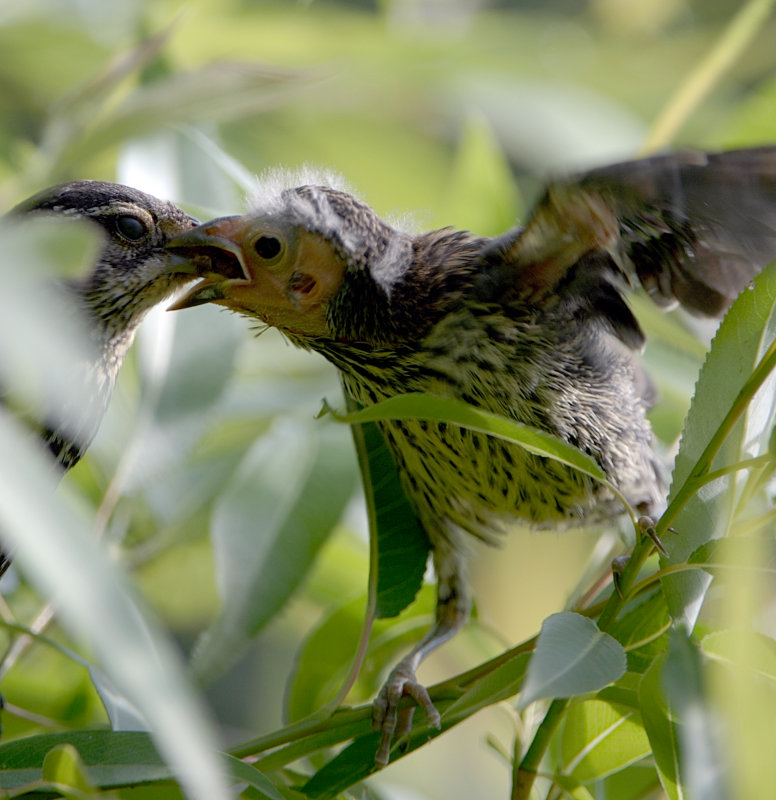 Red-Winged Blackbird newborn