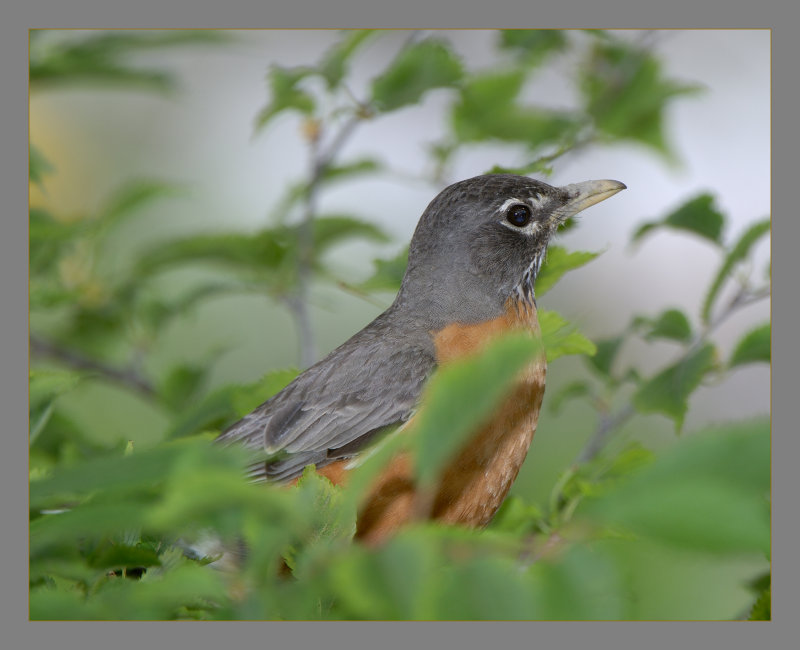 American  Robin