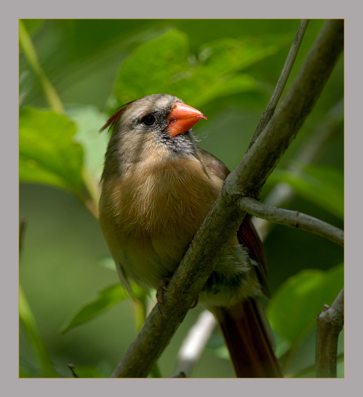 Northern Cardinal female